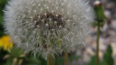 Dandelion Stock Footage 23715378