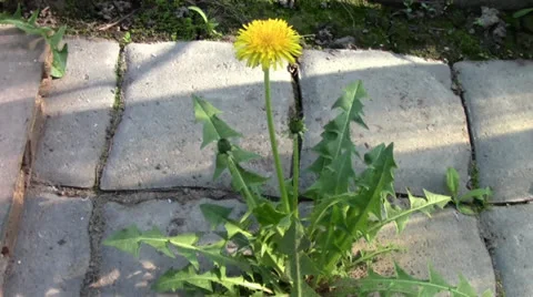 A dandelion Stock Footage 24696791