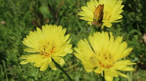 Dandelion Video stock 24802959