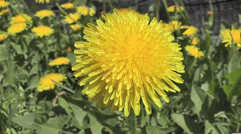 Dandelion Stock Footage 28444870