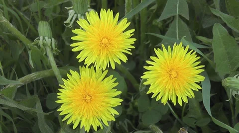 Dandelion Stock Footage 28480205