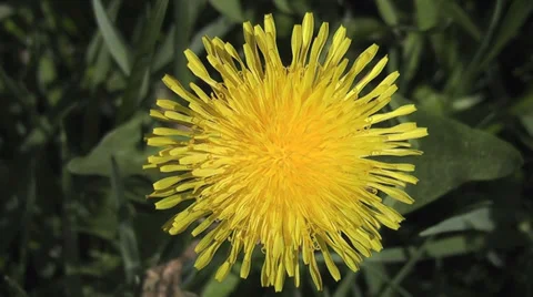 Dandelion Stock Footage 28979681