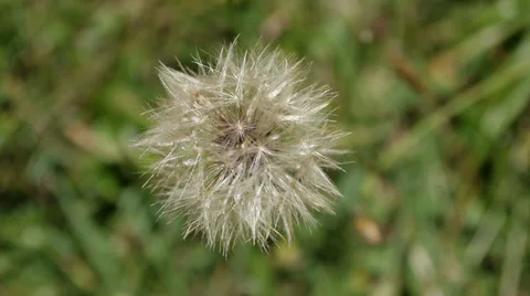 Dandelion Video stock 30332078