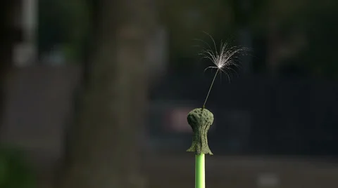Dandelion Stock Footage 33252799