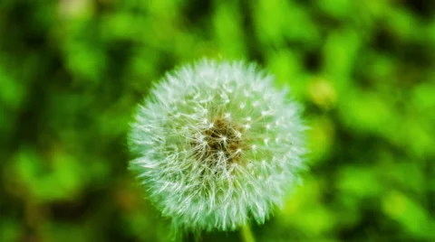 Dandelion 스톡 동영상 49700036