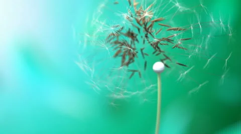 Dandelion Stock Footage 58471485