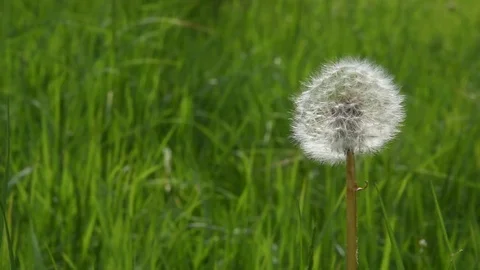 Dandelion Stock Footage 73381552