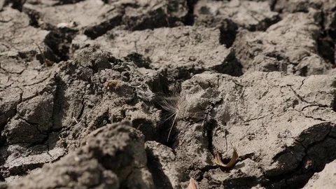 Dandelion Stockbeeldmateriaal 79604471