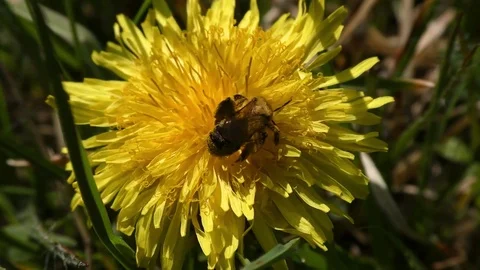 Dandelion 動画素材 82796419