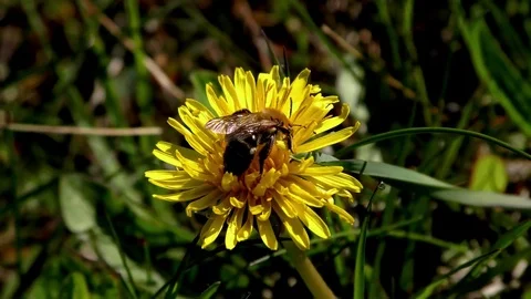 Dandelion 스톡 동영상 82796431