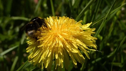 Dandelion 스톡 동영상 82796438