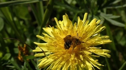 Dandelion Stock Footage 82796547