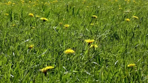 Dandelion Stock Footage 82796667