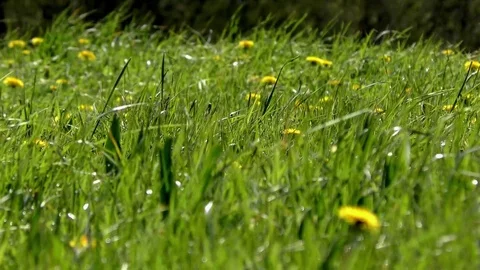 Dandelion 動画素材 82796680