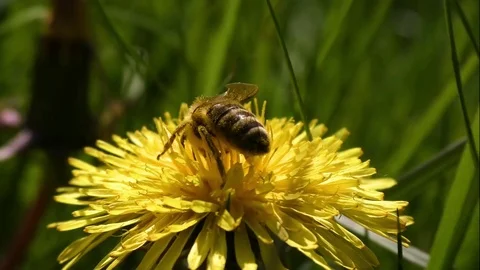 Dandelion 스톡 동영상 82796765