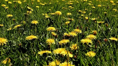 Dandelion Stock Footage 82796848