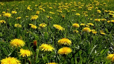 Dandelion Stock Footage 82796849