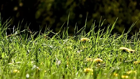 Dandelion 스톡 동영상 82796855