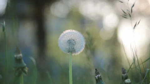 Dandelion Stock Footage 89475262