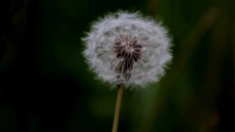 Dandelion Stock Footage 93781234