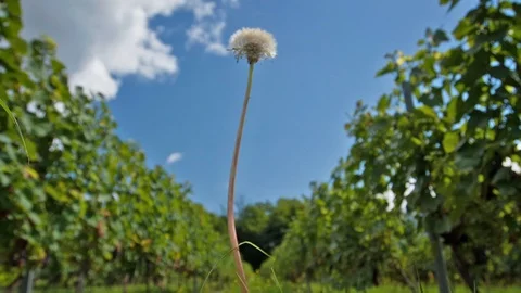 Dandelion Stock Footage 94713979