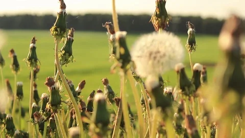 Dandelion Stock Footage 104583334