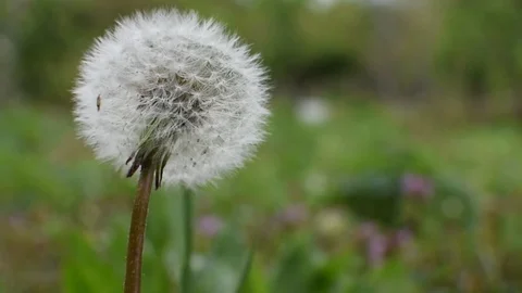 Dandelion Video stock 107256356