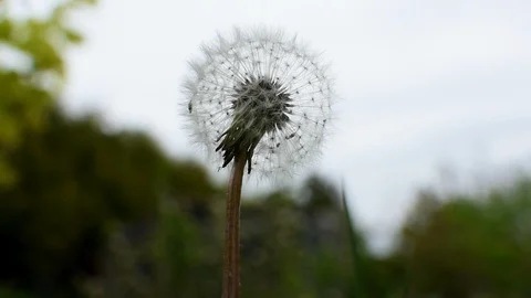 Dandelion 스톡 동영상 107256368