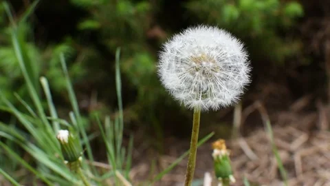 Dandelion Video stock 107256396