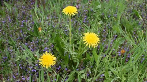 Dandelion  Stock Footage 107256802