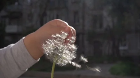 Dandelion Stock Footage 107641693