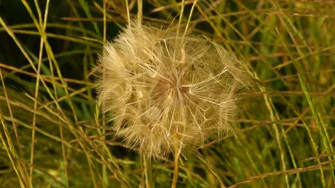 Dandelion Stock Footage 109696346