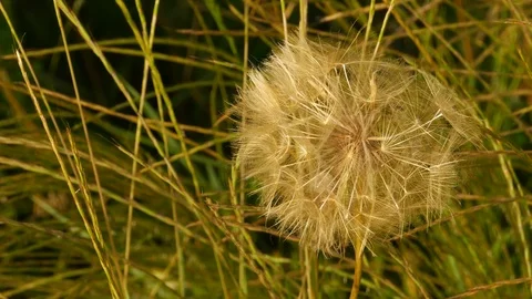 Dandelion Stock Footage 109696355