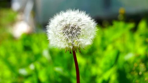 Dandelion Stockbeeldmateriaal 124836664