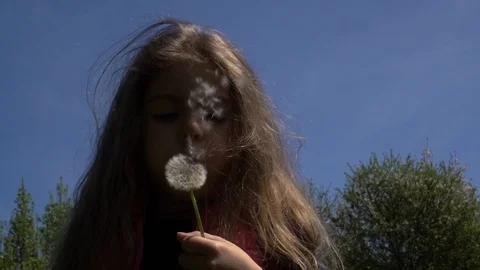 Dandelion Stock Footage 129601128