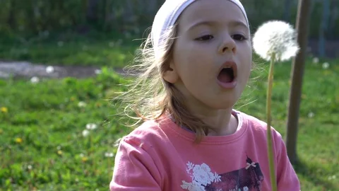 Dandelion Stock Footage 129601140