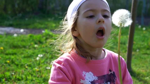 Dandelion Stock Footage 129601141