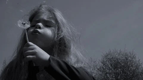 Dandelion Stock Footage 129601202