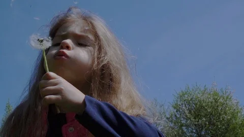 Dandelion Stock Footage 129601203