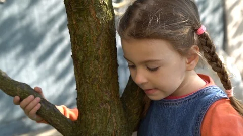 Dandelion Stock Footage 129603096