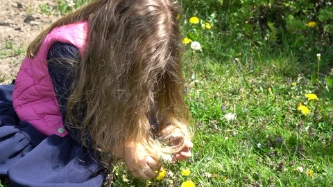 Dandelion Stock Footage 129603104