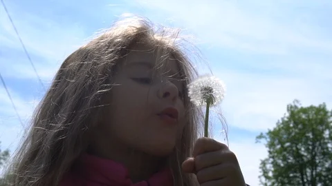 Dandelion Stock Footage 129603157