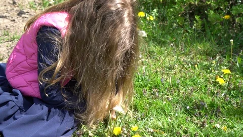 Dandelion Stock Footage 129603160