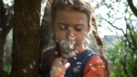 Dandelion Stock Footage 129603245