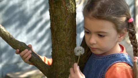 Dandelion Stock Footage 129603287