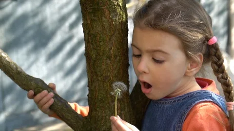 Dandelion Stock Footage 129603324