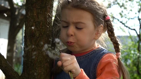 Dandelion Stock Footage 129603745