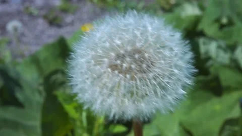 Dandelion Stock Footage 133578172