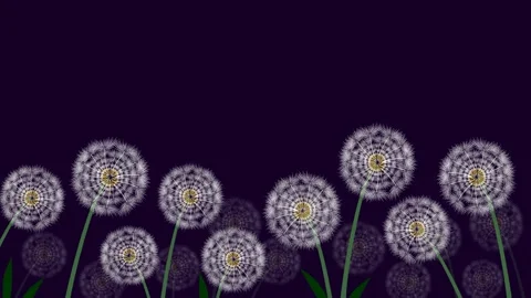 Dandelion Stock Footage 135214298