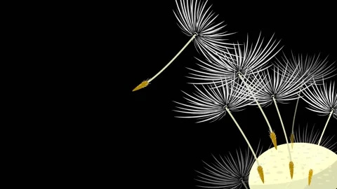 Dandelion Stock Footage 135216227